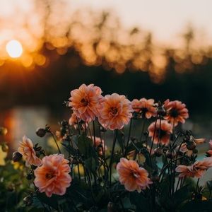 Meet your Posher, Liz